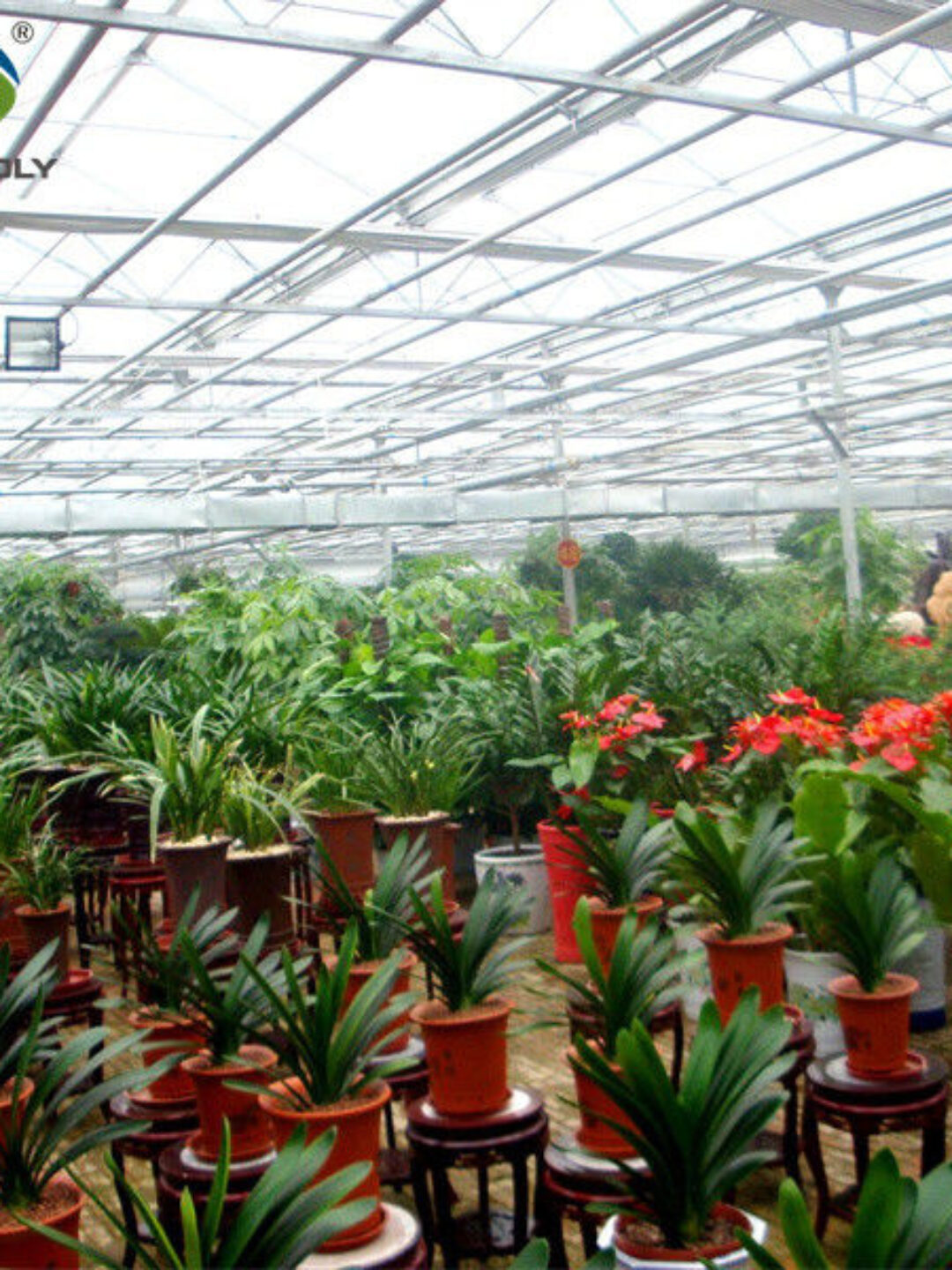 Commercial Agricultural Flower Green Houses For Planting