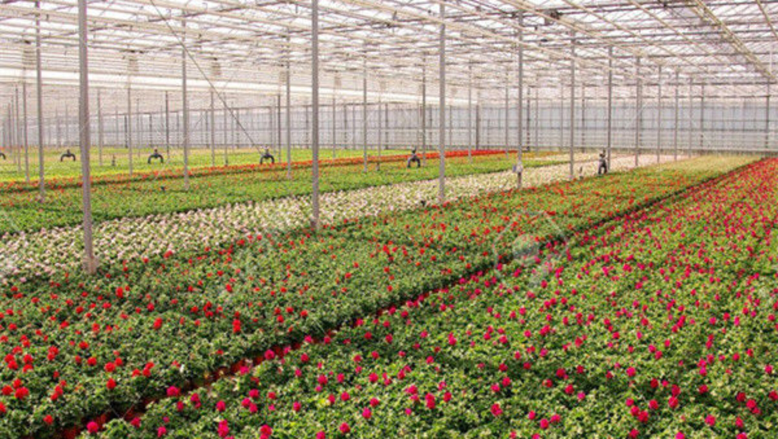 Commercial Agricultural Flower Green Houses For Planting