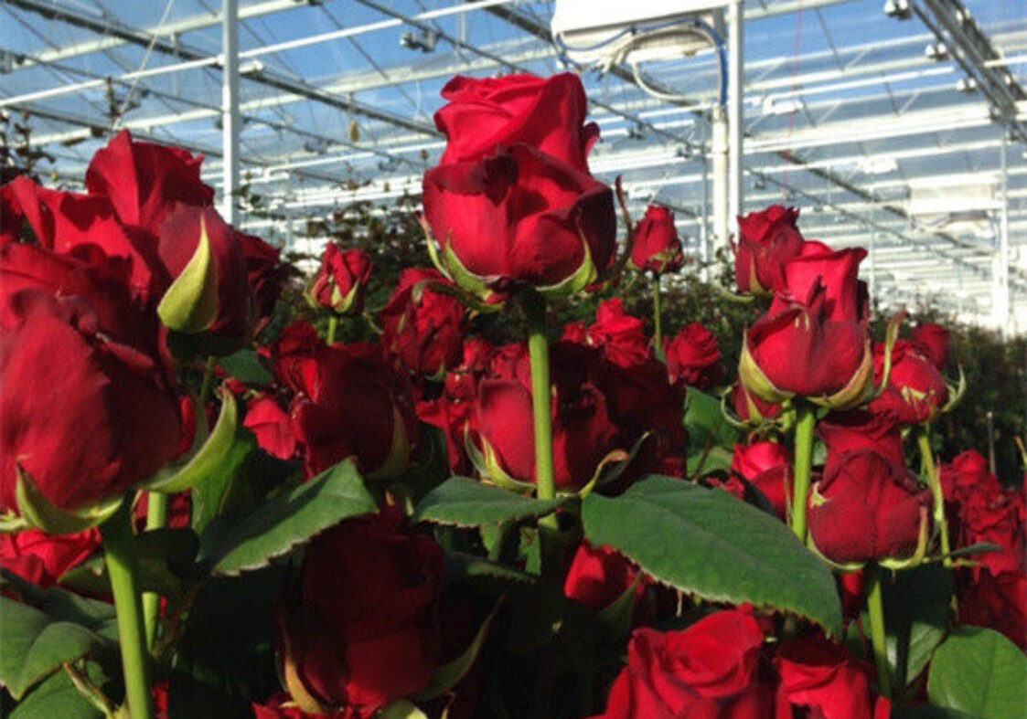 Commercial Agricultural Flower Green Houses For Planting