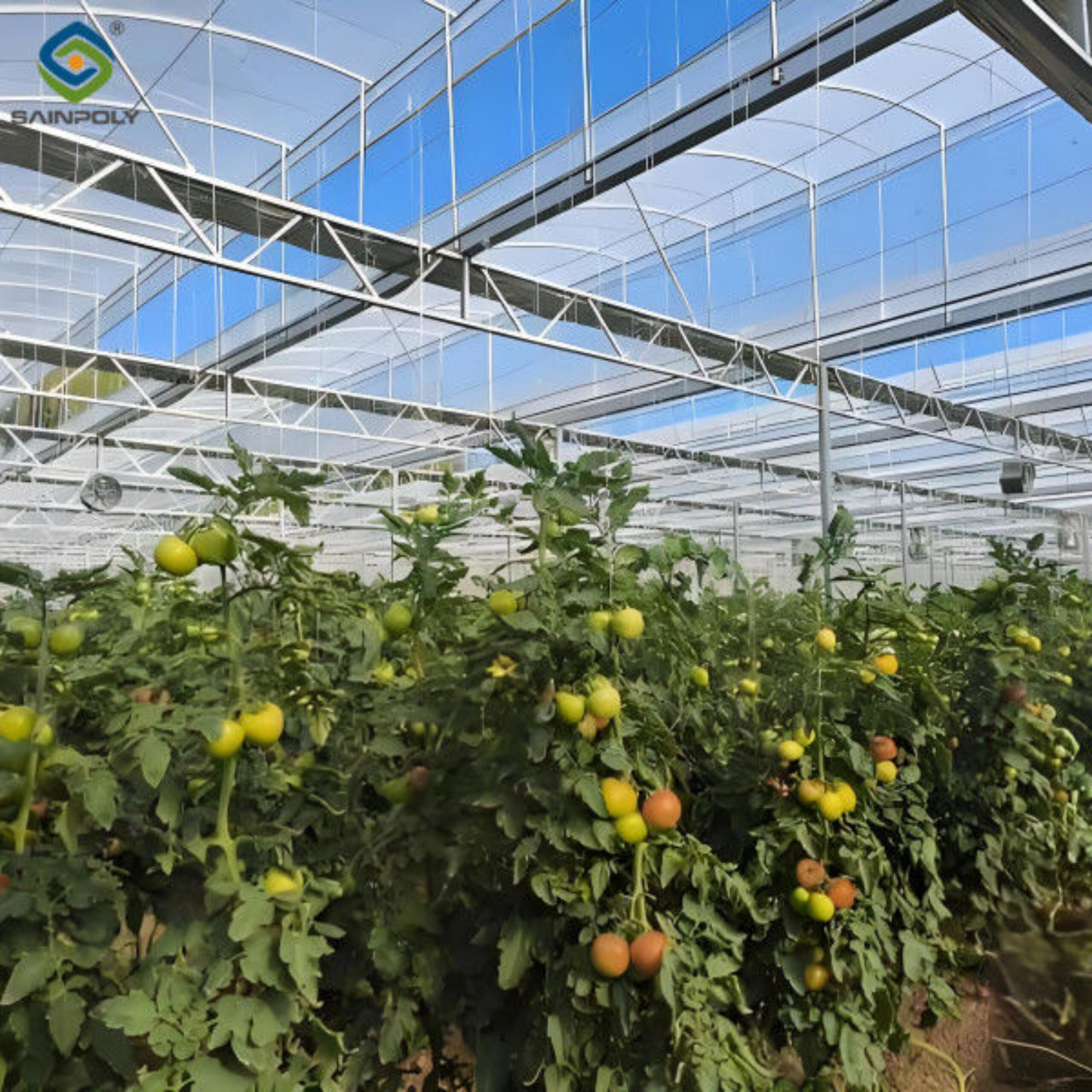 Commercial Agriculture Multi Span Poly Film Greenhouse Transparent Wind Resistance