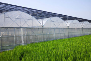 Commercial Agriculture Multi Span Poly Film Greenhouse Transparent Wind Resistance