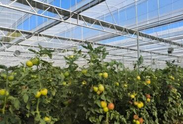 Commercial Agriculture Multi Span Poly Film Greenhouse Transparent Wind Resistance