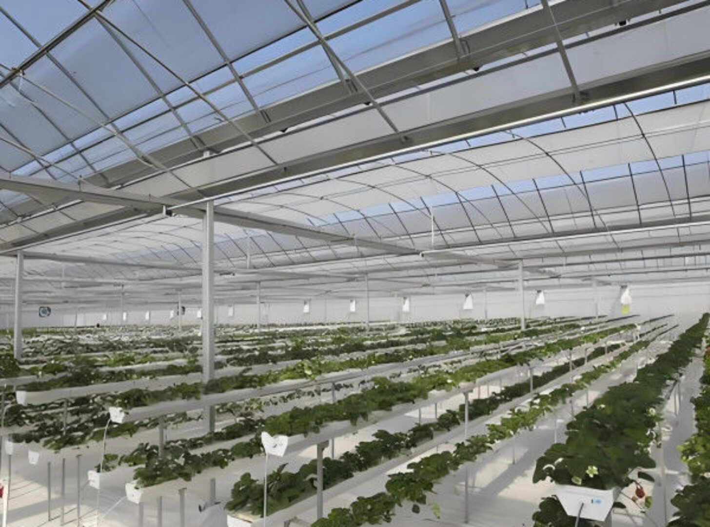 Commercial Agriculture Multi Span Poly Film Greenhouse Transparent Wind Resistance