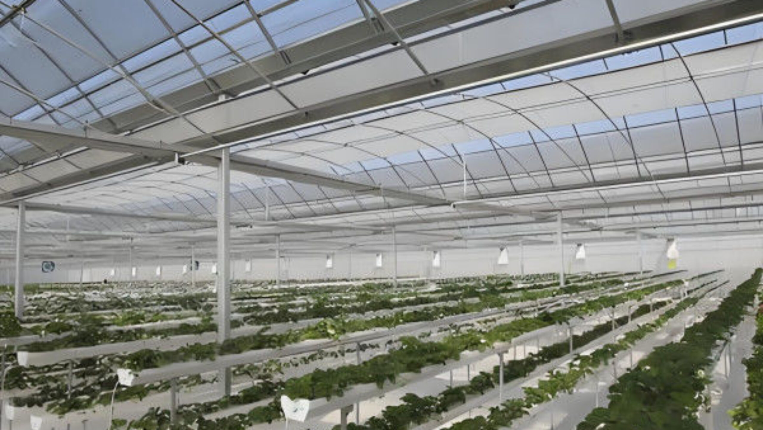 Commercial Agriculture Multi Span Poly Film Greenhouse Transparent Wind Resistance