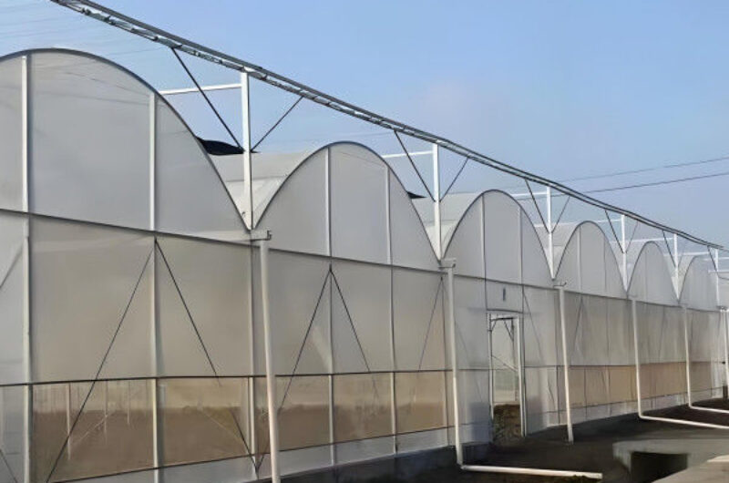 Commercial Agriculture Multi Span Poly Film Greenhouse Transparent Wind Resistance