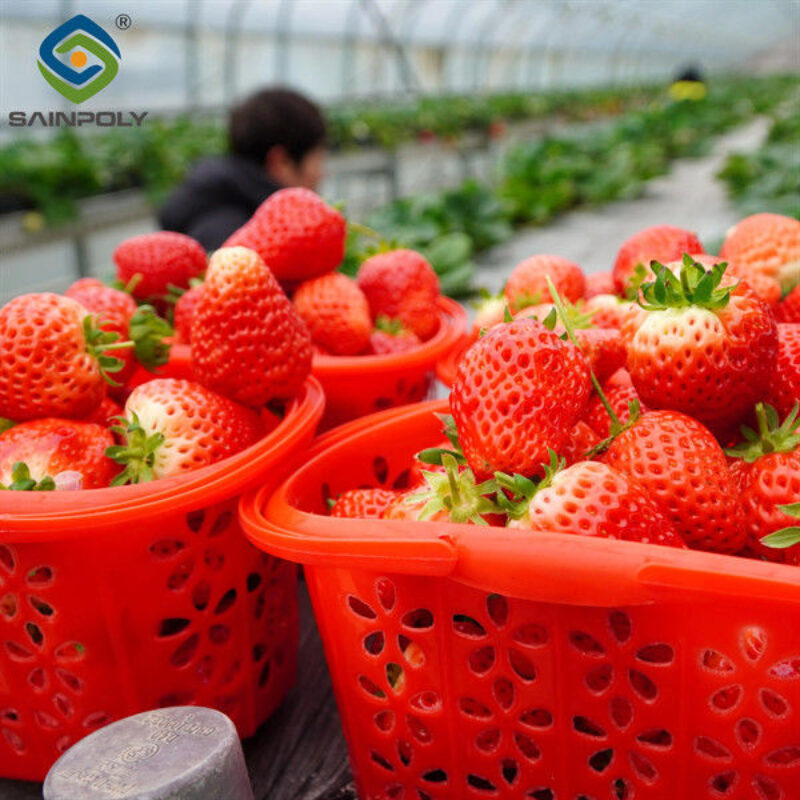 Commercial Automated Strawberry Greenhouse Multi Span Film Greenhouse