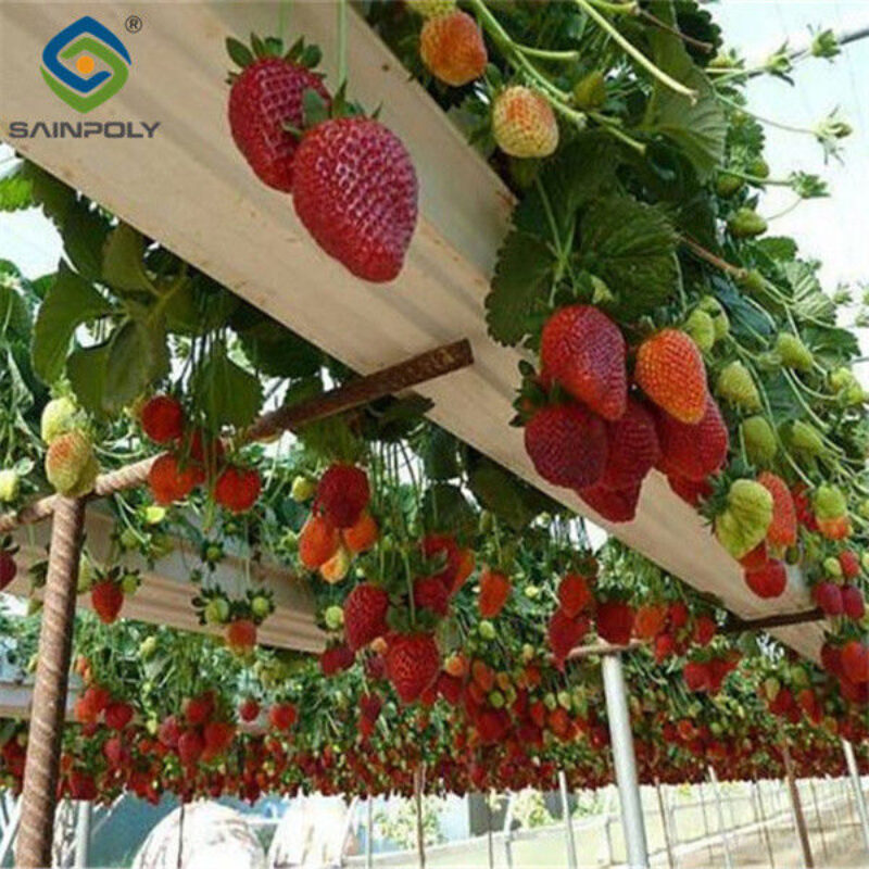 Commercial Automated Strawberry Greenhouse Multi Span Film Greenhouse