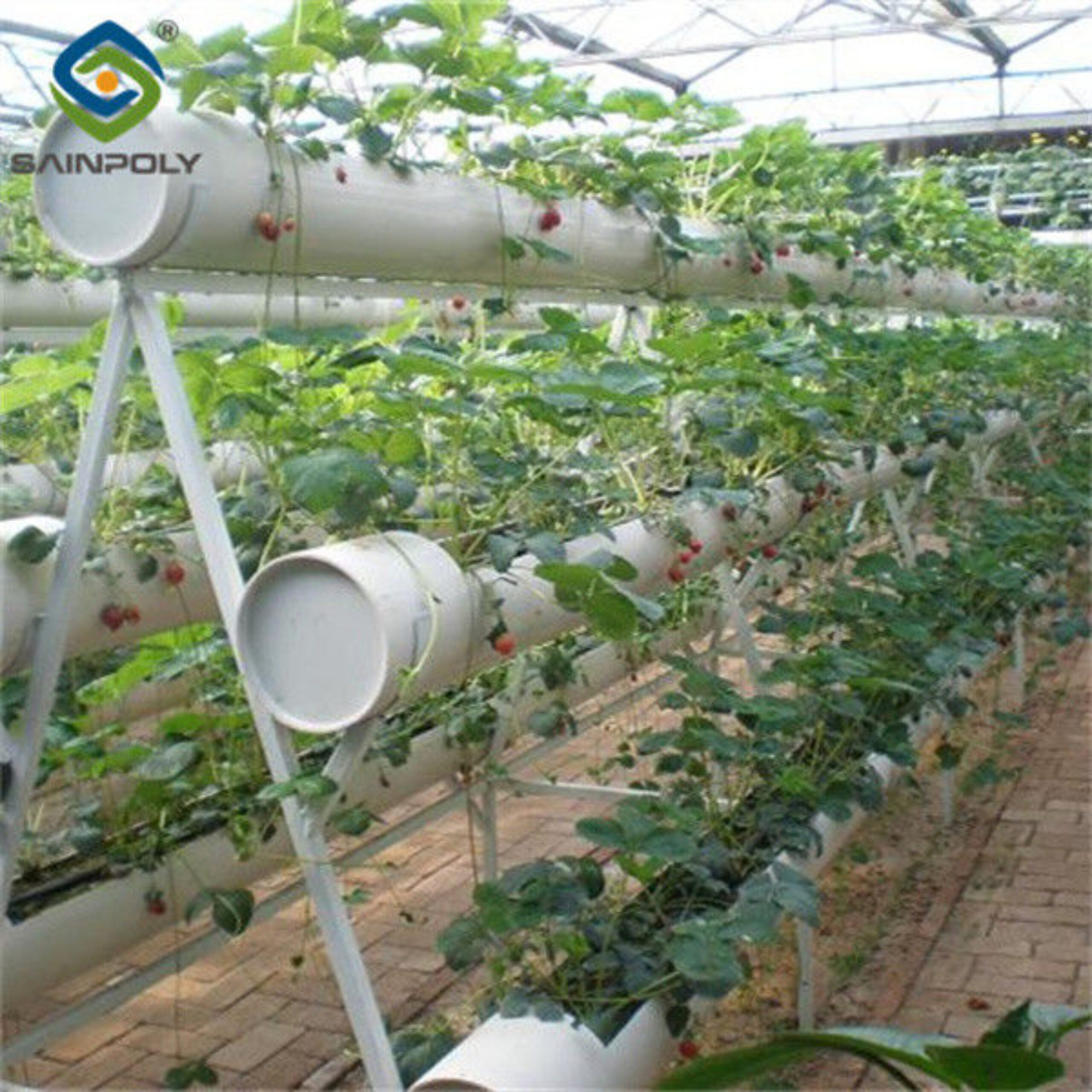 Commercial Automated Strawberry Greenhouse Multi Span Film Greenhouse