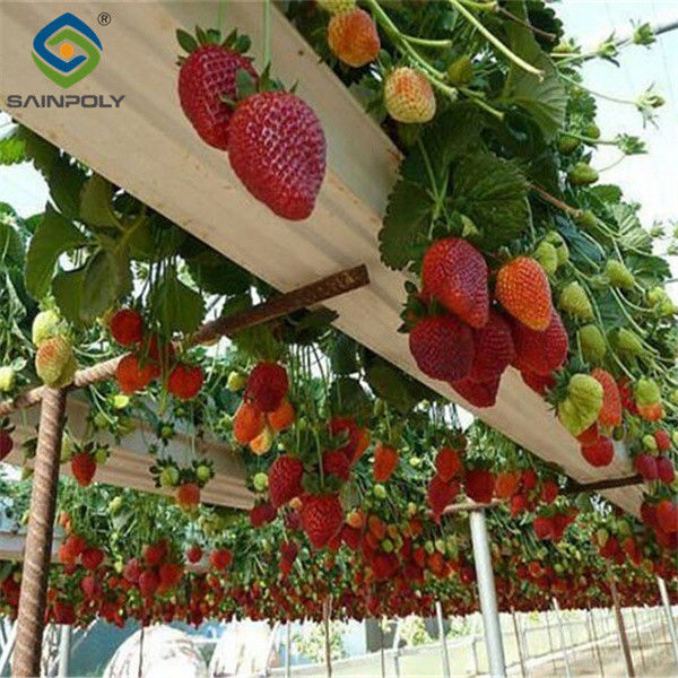 Commercial Automated Strawberry Greenhouse Multi Span Film Greenhouse