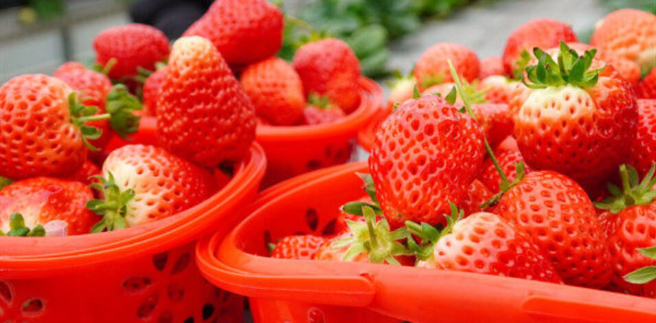 Commercial Automated Strawberry Greenhouse Multi Span Film Greenhouse