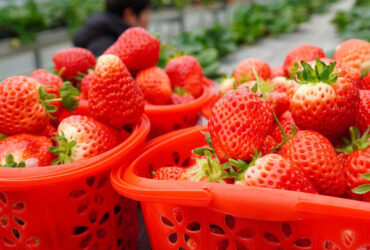 Commercial Automated Strawberry Greenhouse Multi Span Film Greenhouse