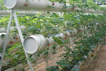 Commercial Automated Strawberry Greenhouse Multi Span Film Greenhouse