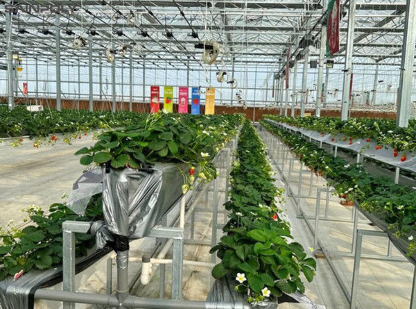 Commercial Automated Strawberry Greenhouse Multi Span Film Greenhouse