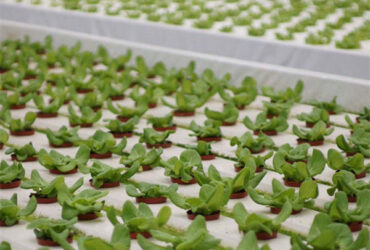 Commercial Hydroponic Greenhouse For Agriculture Anti Corrosion