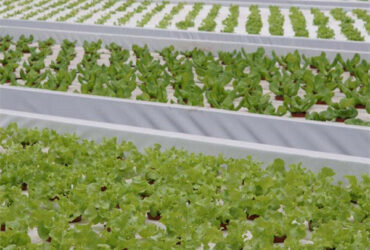 Commercial Hydroponic Greenhouse For Agriculture Anti Corrosion