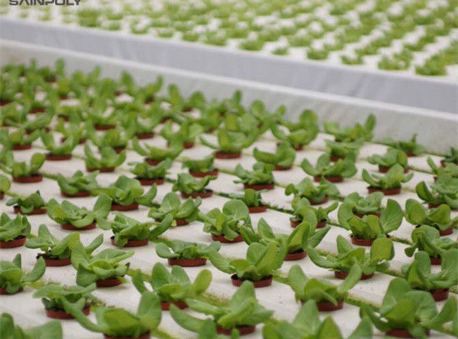 Commercial Hydroponic Greenhouse For Agriculture Anti Corrosion