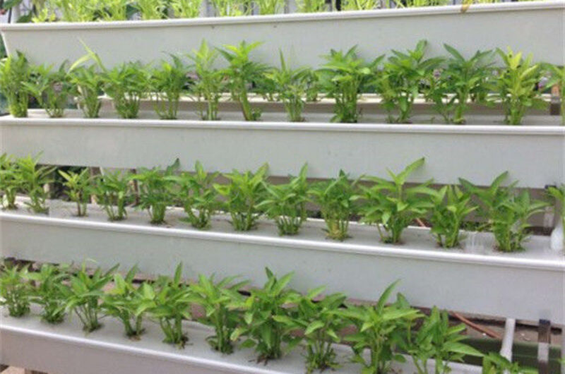 Commercial Hydroponic Greenhouse For Agriculture Anti Corrosion