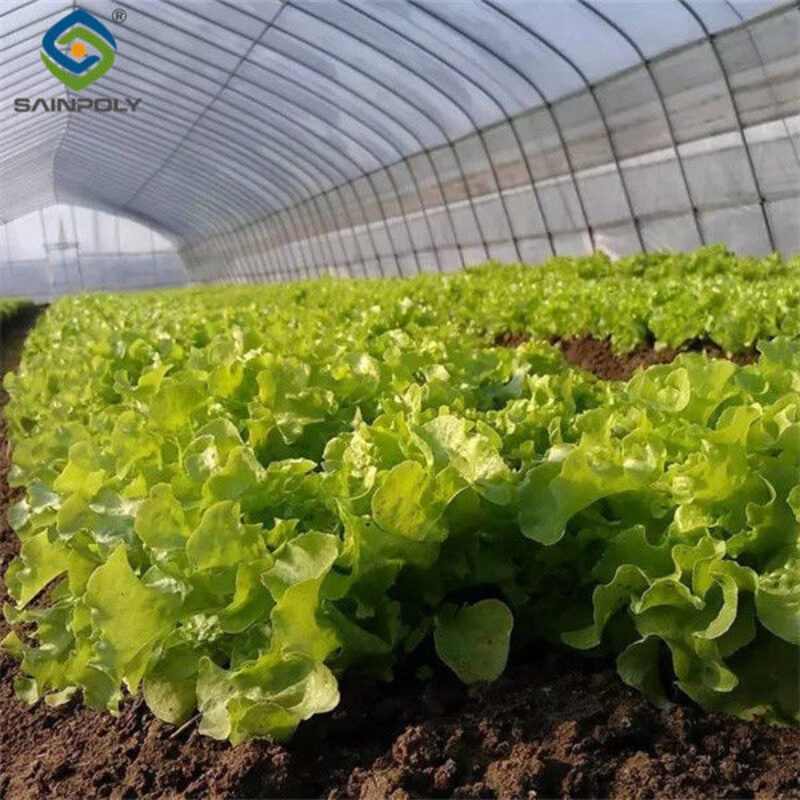 Commercial Hydroponic Greenhouse For Plant Growing Lettuce