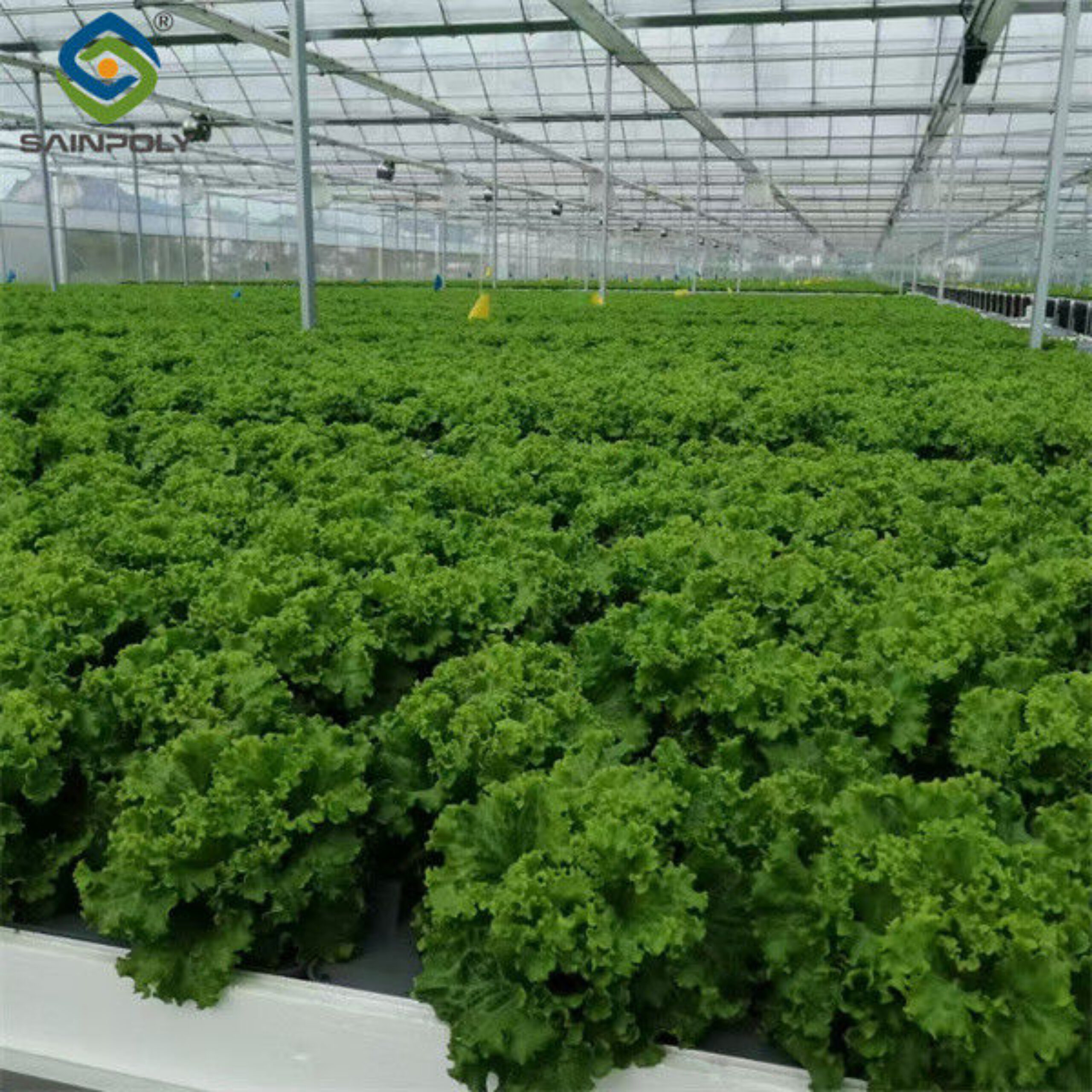 Commercial Hydroponic Greenhouse For Plant Growing Lettuce