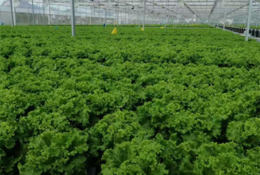 Commercial Hydroponic Greenhouse For Plant Growing Lettuce