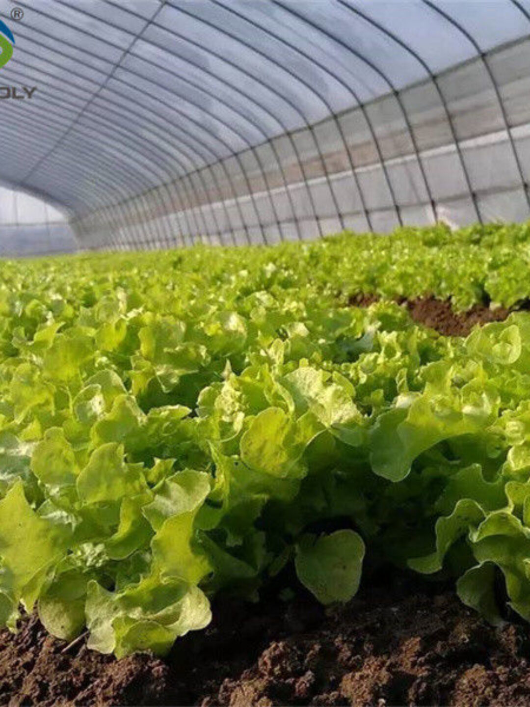 Commercial Hydroponic Greenhouse For Plant Growing Lettuce