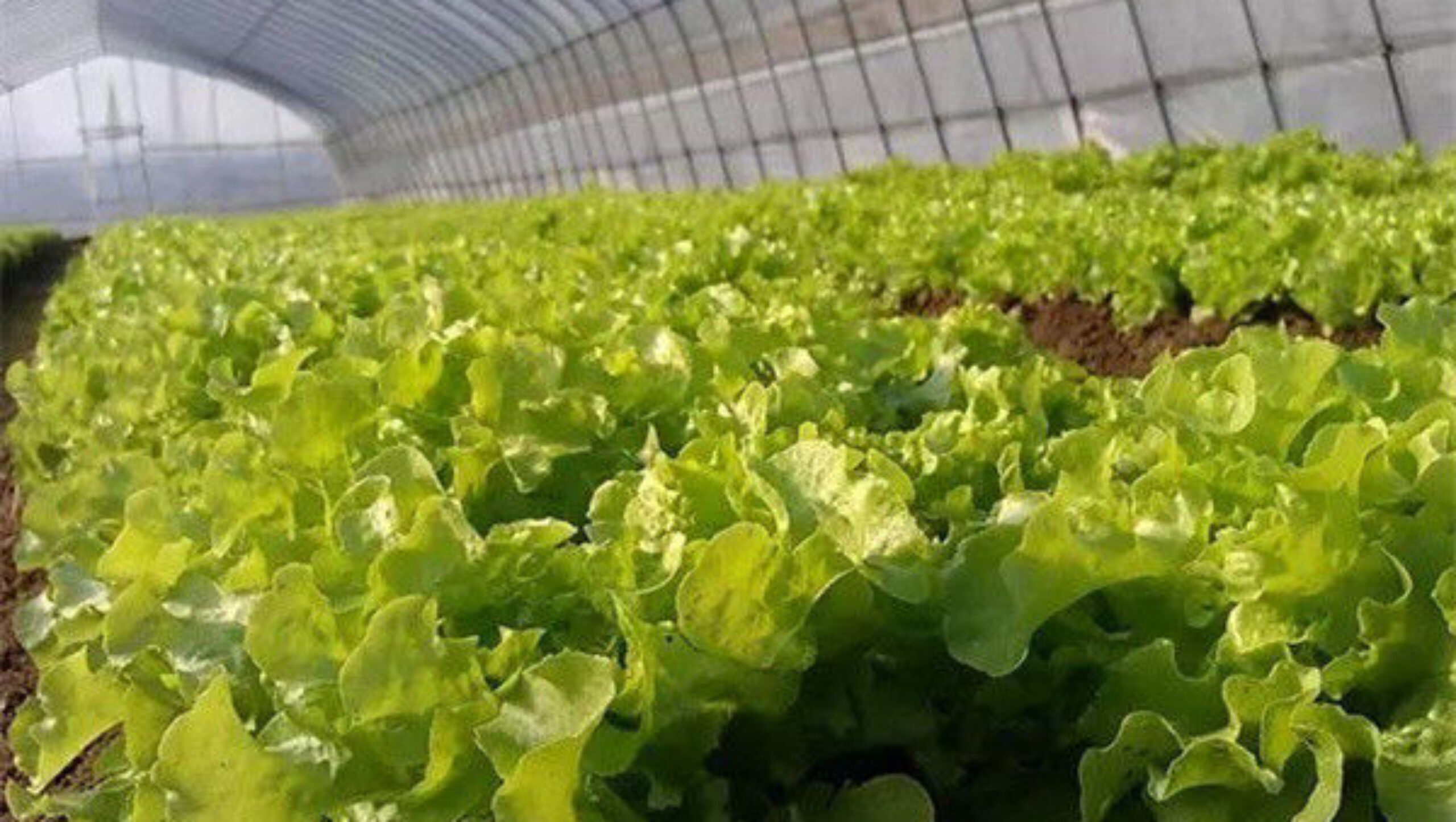 Commercial Hydroponic Greenhouse For Plant Growing Lettuce