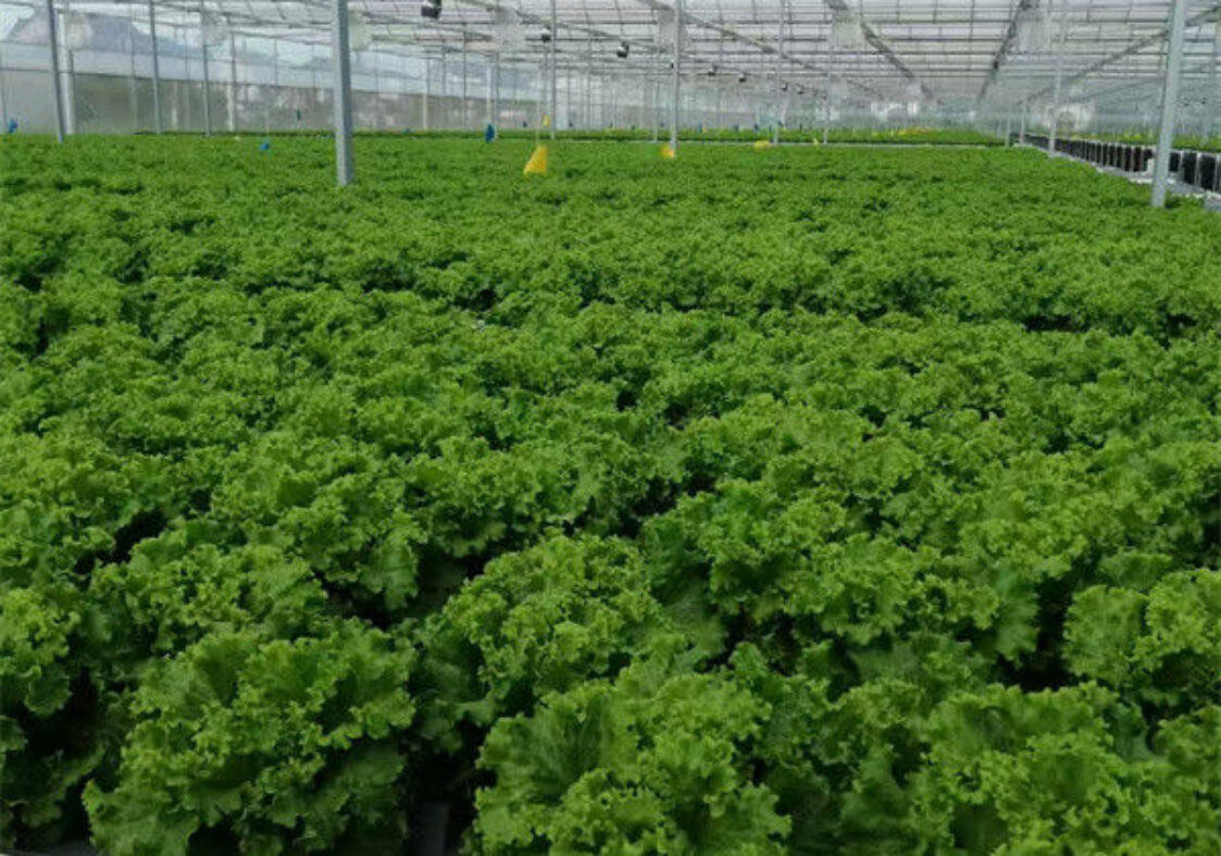 Commercial Hydroponic Greenhouse For Plant Growing Lettuce