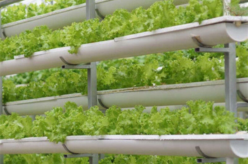 Commercial Hydroponic Greenhouse For Plant Growing Lettuce