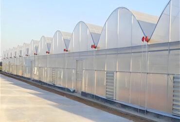 Commercial Intelligent Greenhouse Continuous Skeleton Vegetable Greenhouse