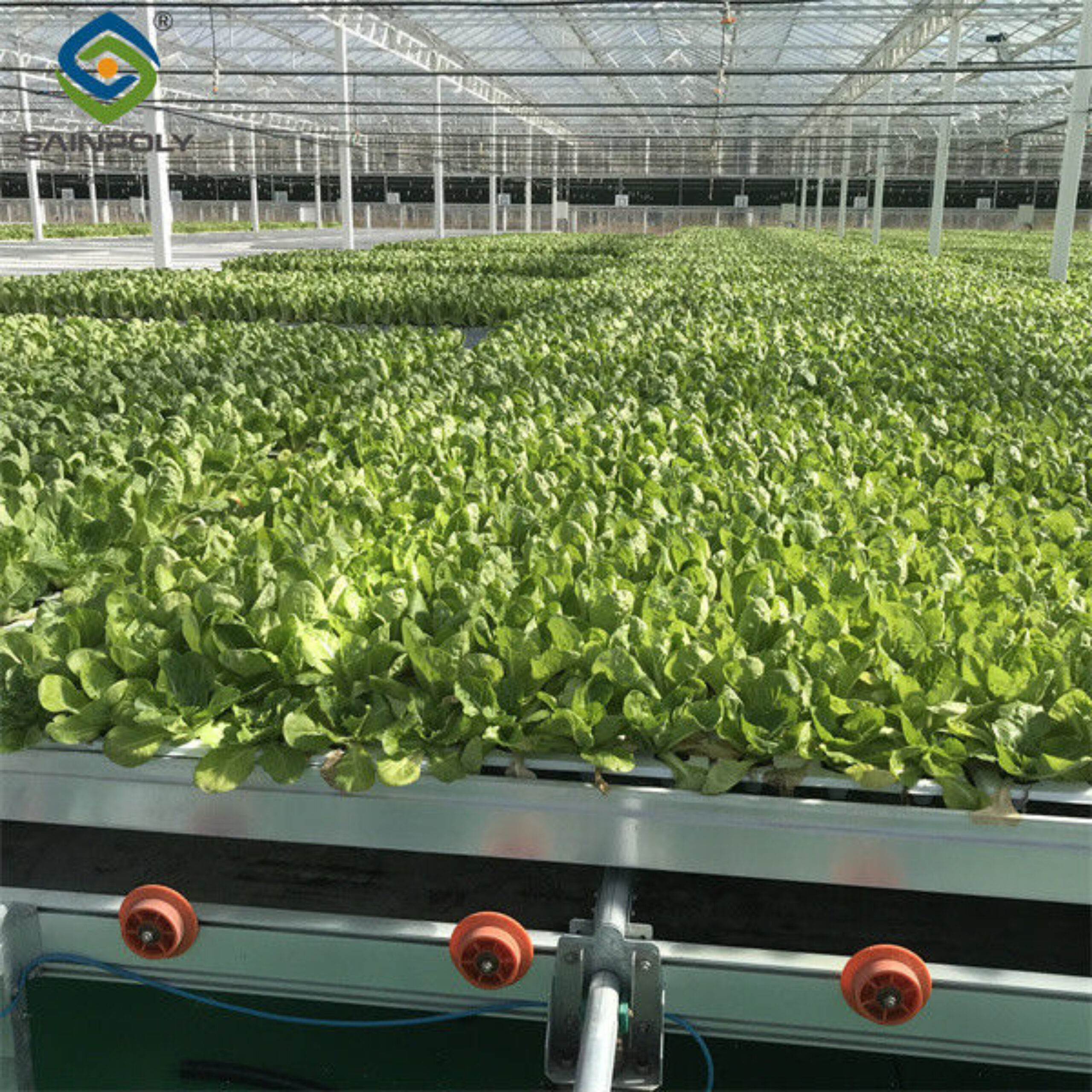 Commercial Lettuce Farm NFT Greenhouse With Galvanized Frame 1.6-1.8m Height