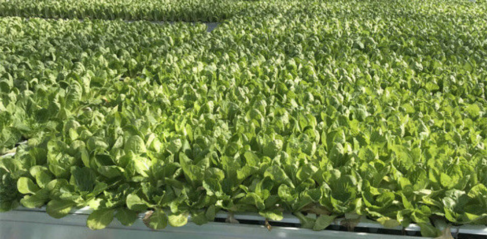 Commercial Lettuce Farm NFT Greenhouse With Galvanized Frame 1.6-1.8m Height