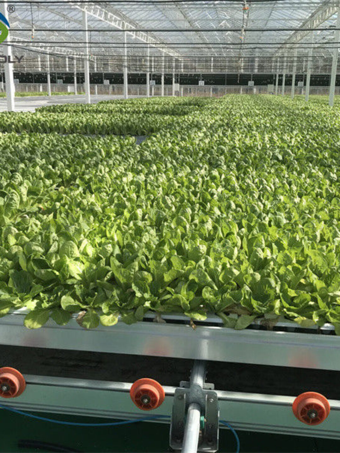 Commercial Lettuce Farm NFT Greenhouse With Galvanized Frame 1.6-1.8m Height