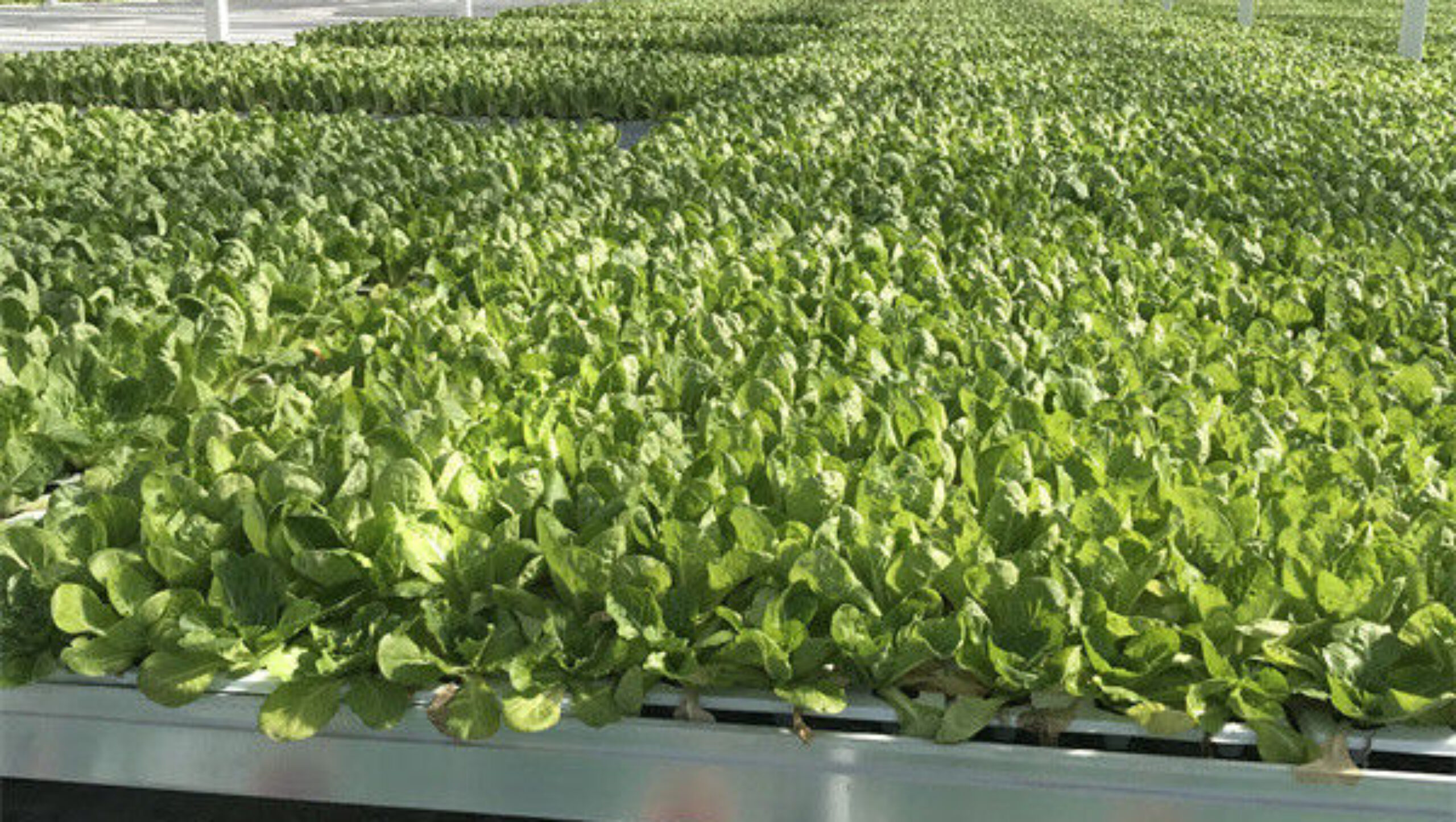 Commercial Lettuce Farm NFT Greenhouse With Galvanized Frame 1.6-1.8m Height