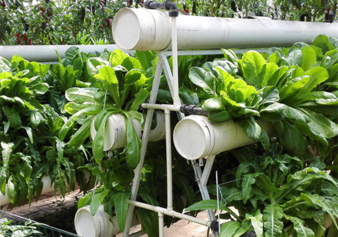 Commercial Lettuce Farm NFT Greenhouse With Galvanized Frame 1.6-1.8m Height