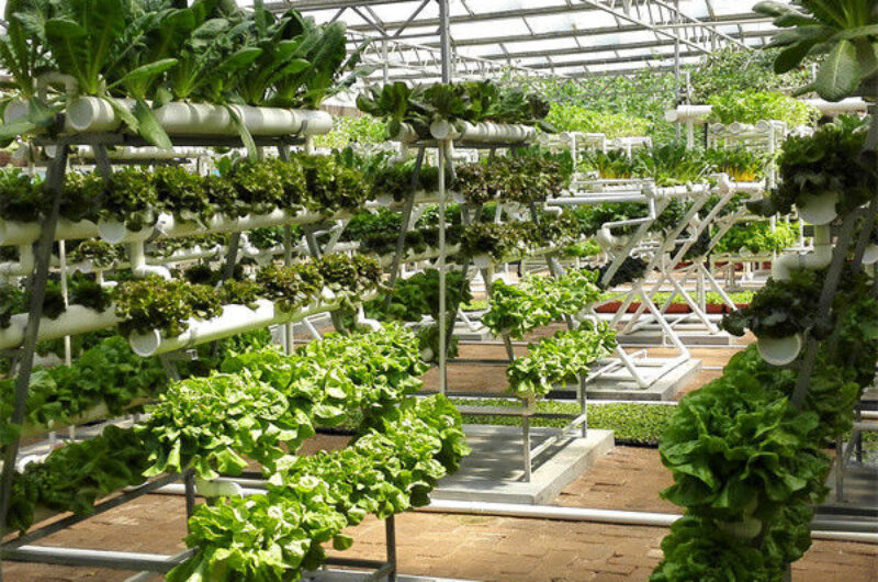 Commercial Lettuce Farm NFT Greenhouse With Galvanized Frame 1.6-1.8m Height