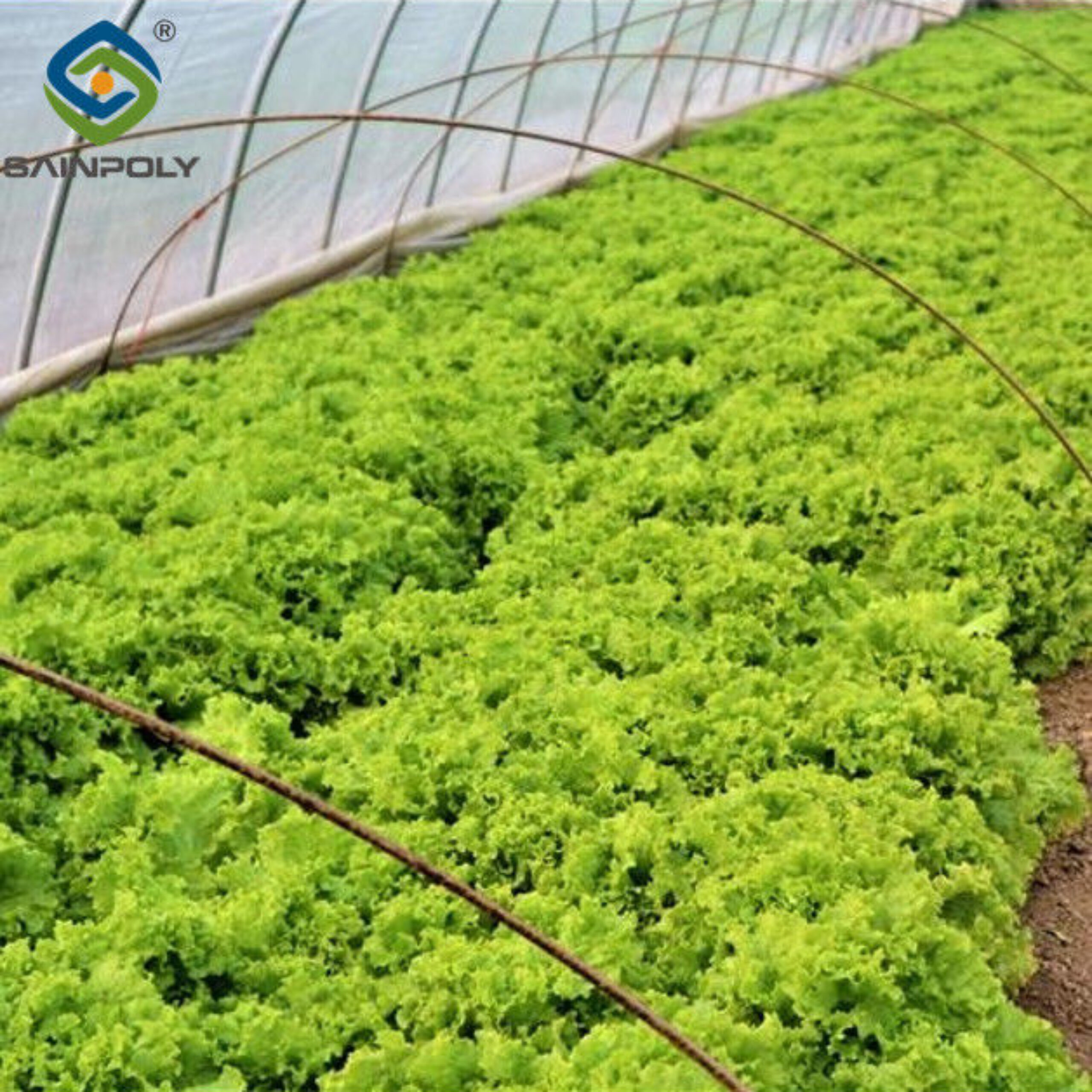 Commercial Lettuce Greenhouse Low Maintenance Weather Resistant