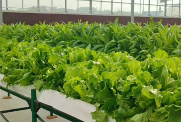 Commercial Lettuce Greenhouse Low Maintenance Weather Resistant