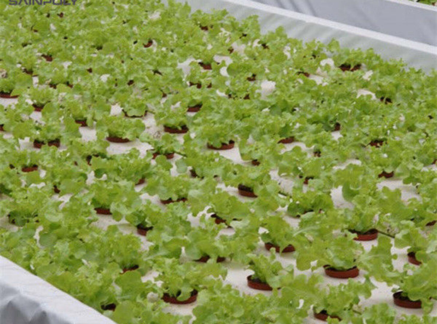 Commercial Lettuce Greenhouse Low Maintenance Weather Resistant