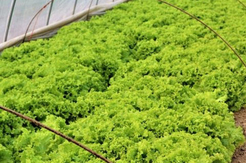 Commercial Lettuce Greenhouse Low Maintenance Weather Resistant