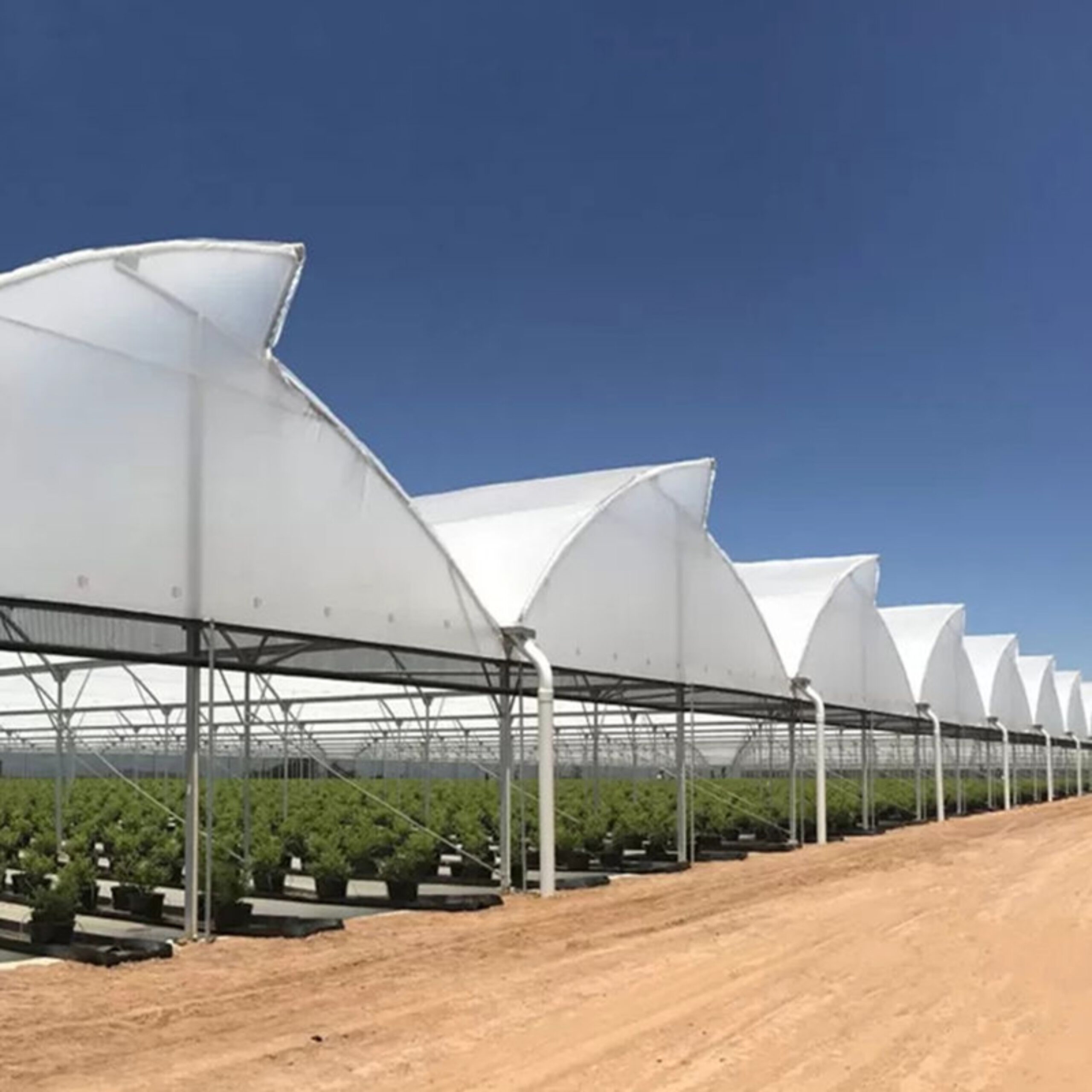 Commercial Multi-Span Greenhouse for Global Growing Projects