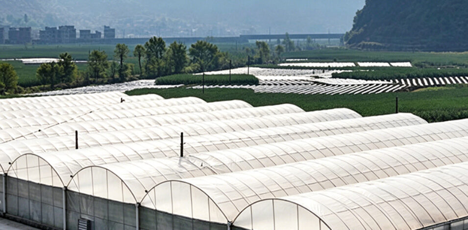 Commercial Multi-Span Greenhouse for Global Growing Projects