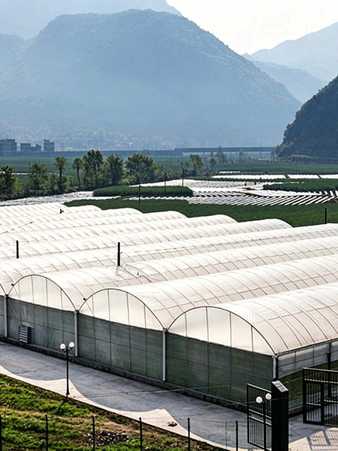 Commercial Multi-Span Greenhouse for Global Growing Projects