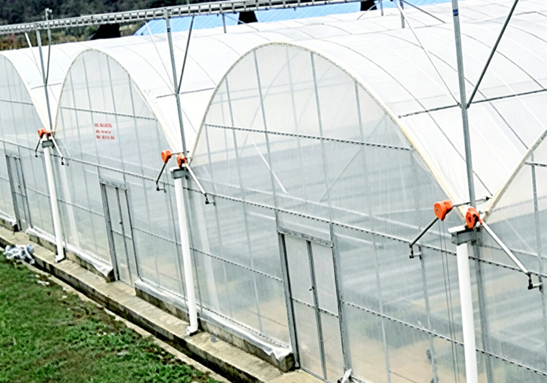 Commercial Multi-Span Greenhouse for Global Growing Projects