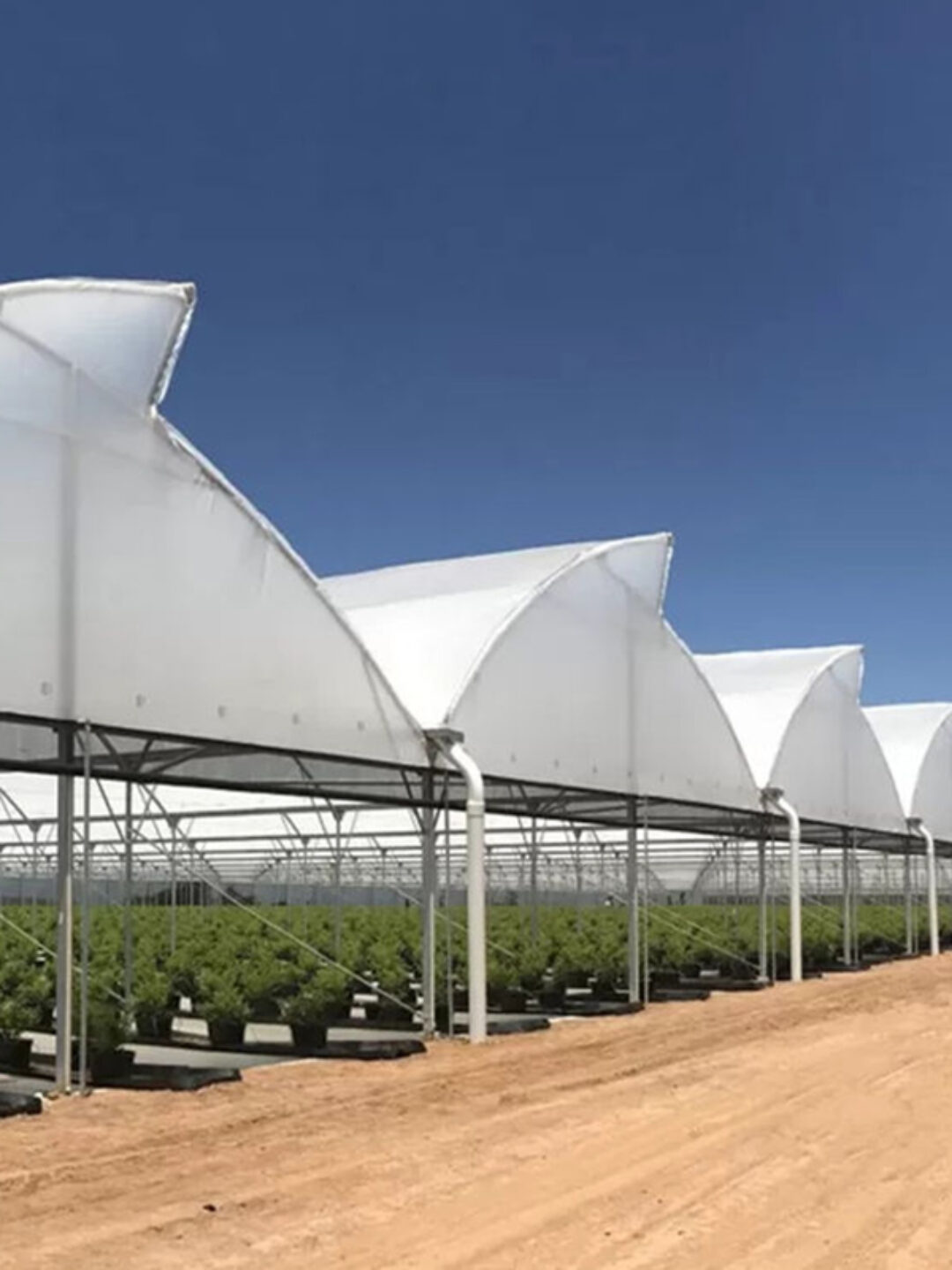 Commercial Sawtooth Greenhouse with Integrated Growing Systems