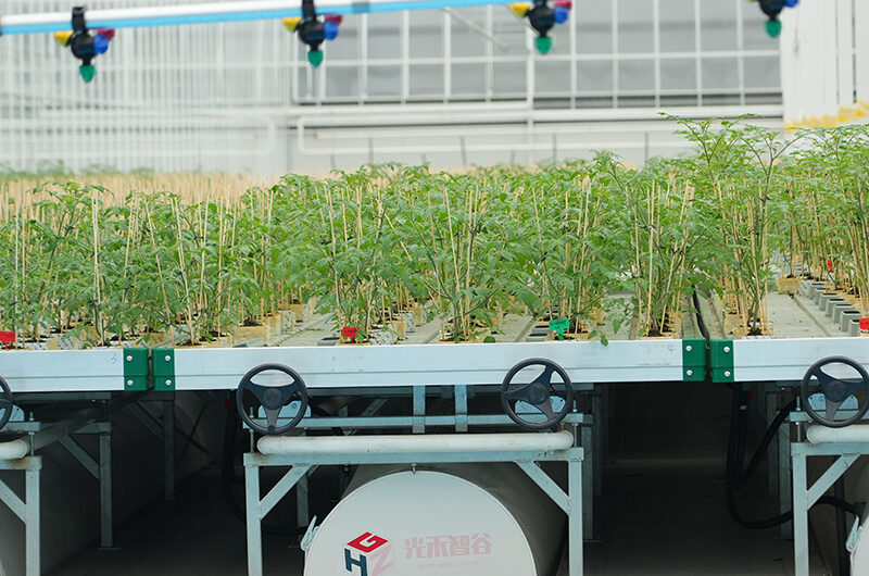 commercial Semi-closed greenhouse is suitable for large-scale planting under various harsh weather