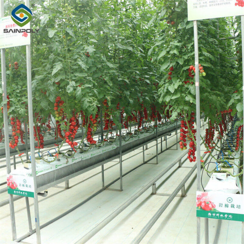 Commercial Tomato Growing Greenhouse Customized Size Rust Resistant