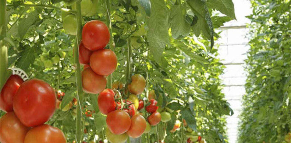 Commercial Tomato Growing Greenhouse Customized Size Rust Resistant