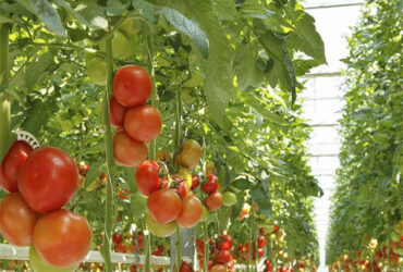 Commercial Tomato Growing Greenhouse Customized Size Rust Resistant