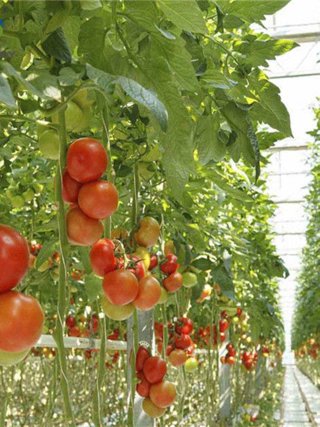 Commercial Tomato Growing Greenhouse Customized Size Rust Resistant