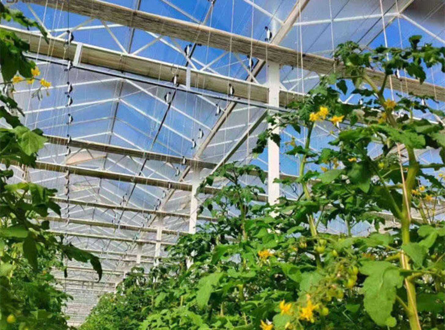 Commercial Tomato Growing Greenhouse Customized Size Rust Resistant